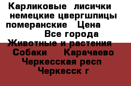 Карликовые “лисички“  немецкие цвергшпицы/померанские › Цена ­ 35 000 - Все города Животные и растения » Собаки   . Карачаево-Черкесская респ.,Черкесск г.